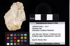 Foto (Objket + Etiketten) von Decapoda indet. 